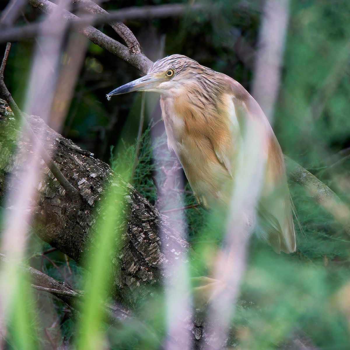 Squacco Heron - ML620832063