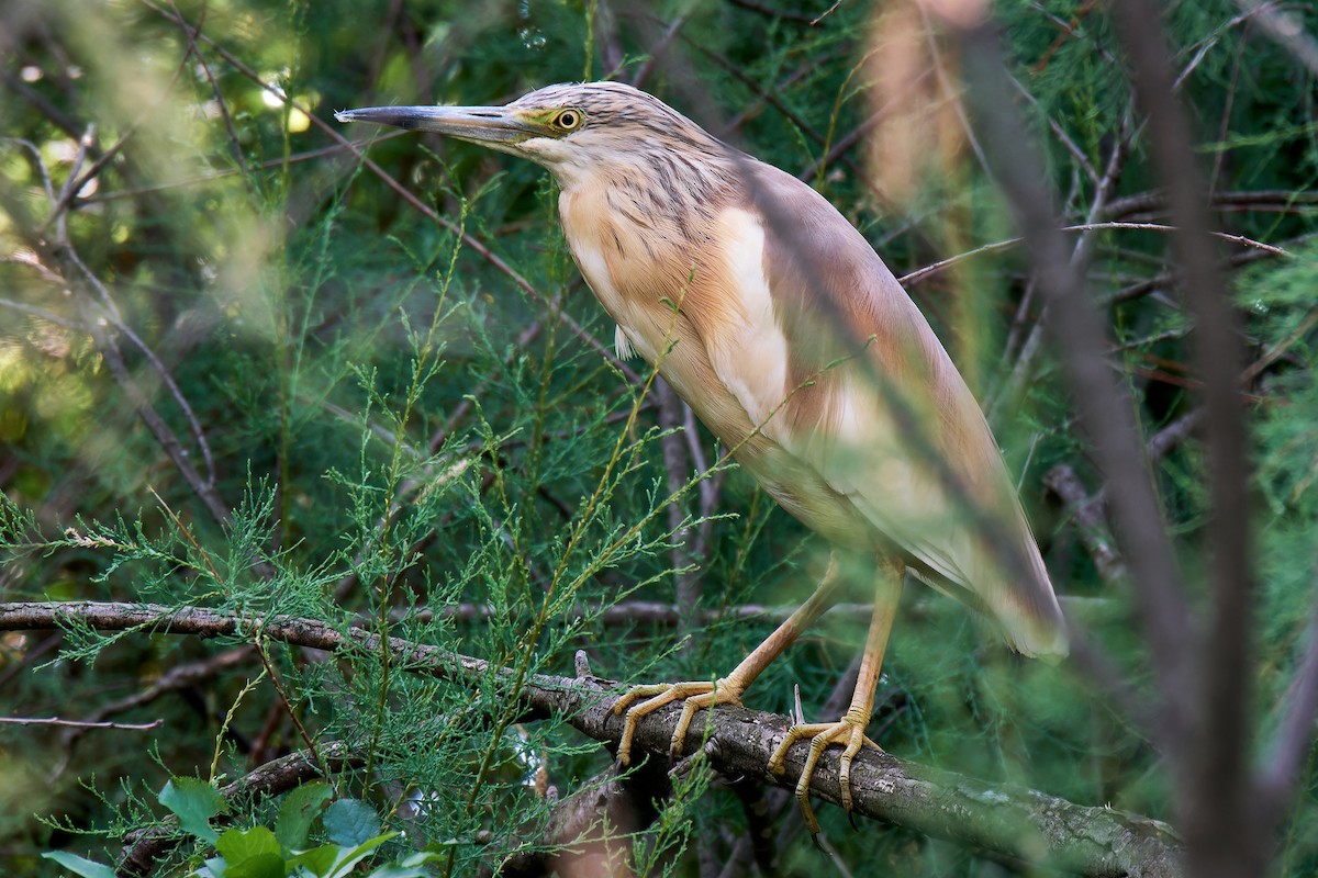 Squacco Heron - ML620832064