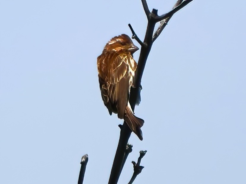 Purple Finch - ML620832071