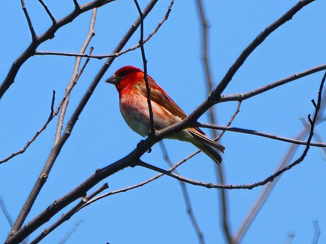 Purple Finch - ML620832072