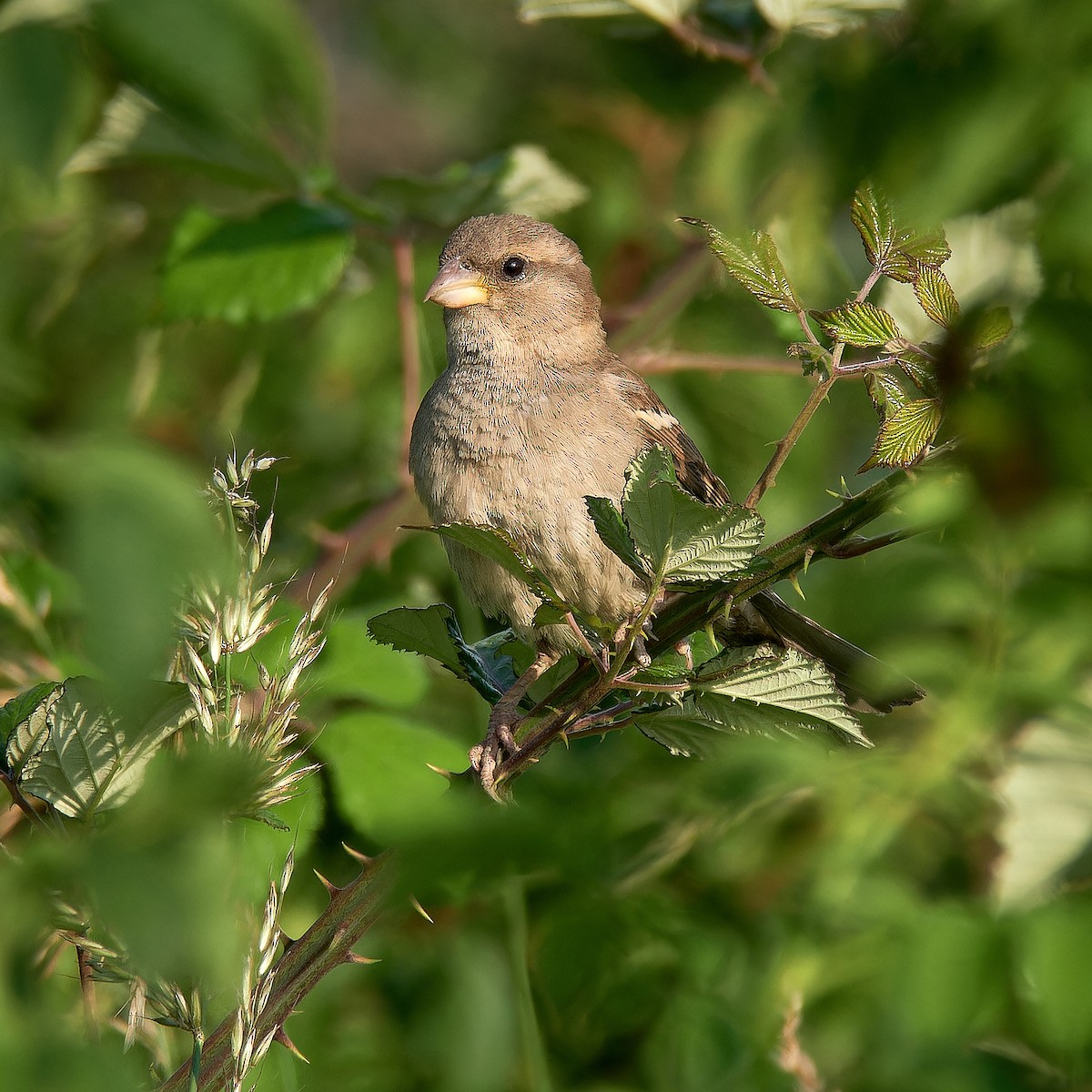 Italian Sparrow - ML620832075