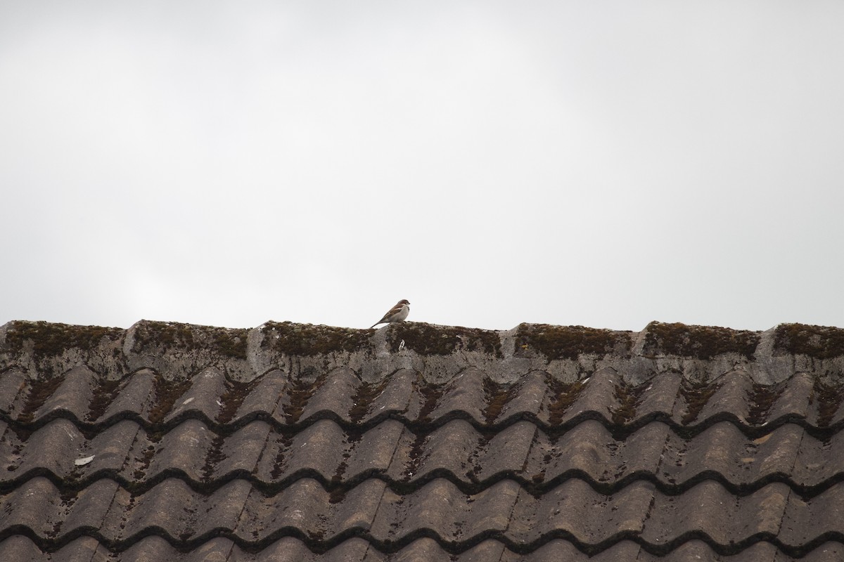 House Sparrow - ML620832077