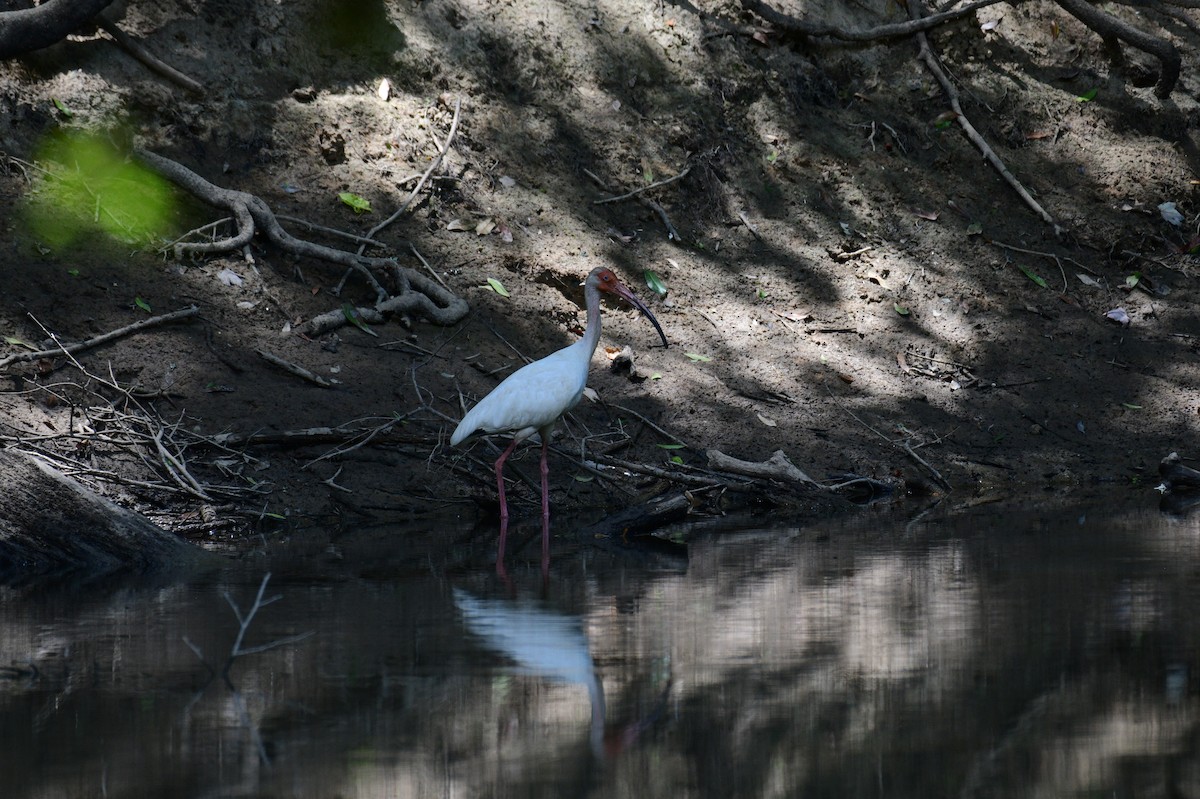 White Ibis - ML620832094