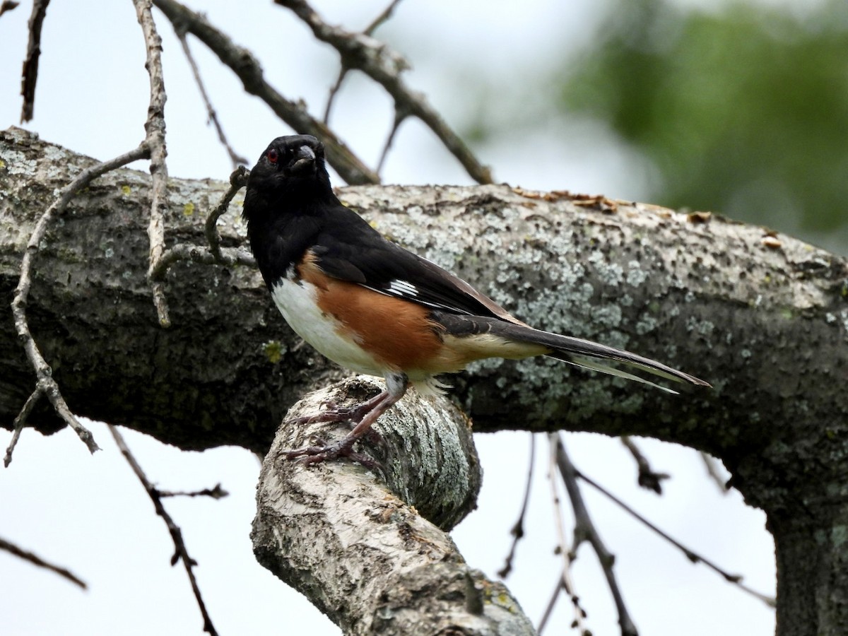 Eastern Towhee - ML620832095