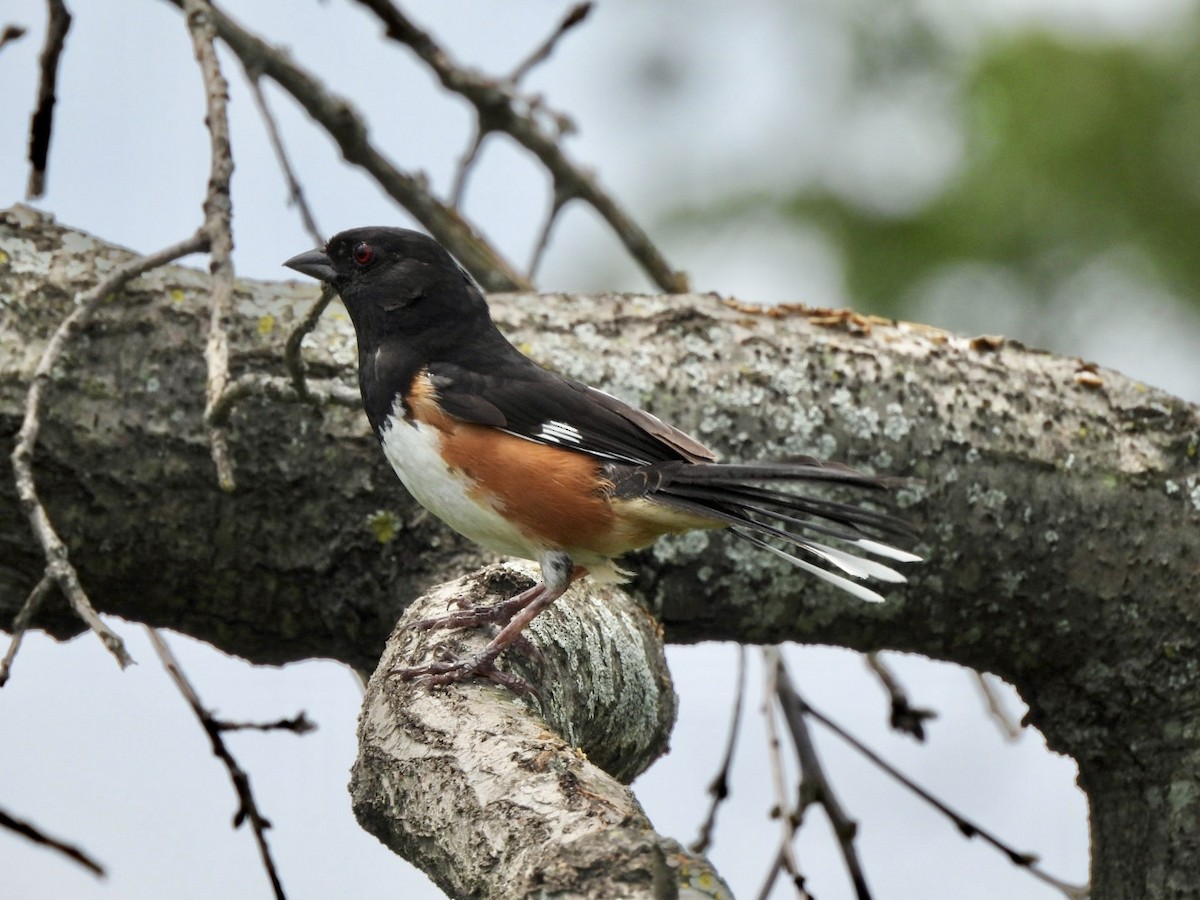 Eastern Towhee - ML620832096