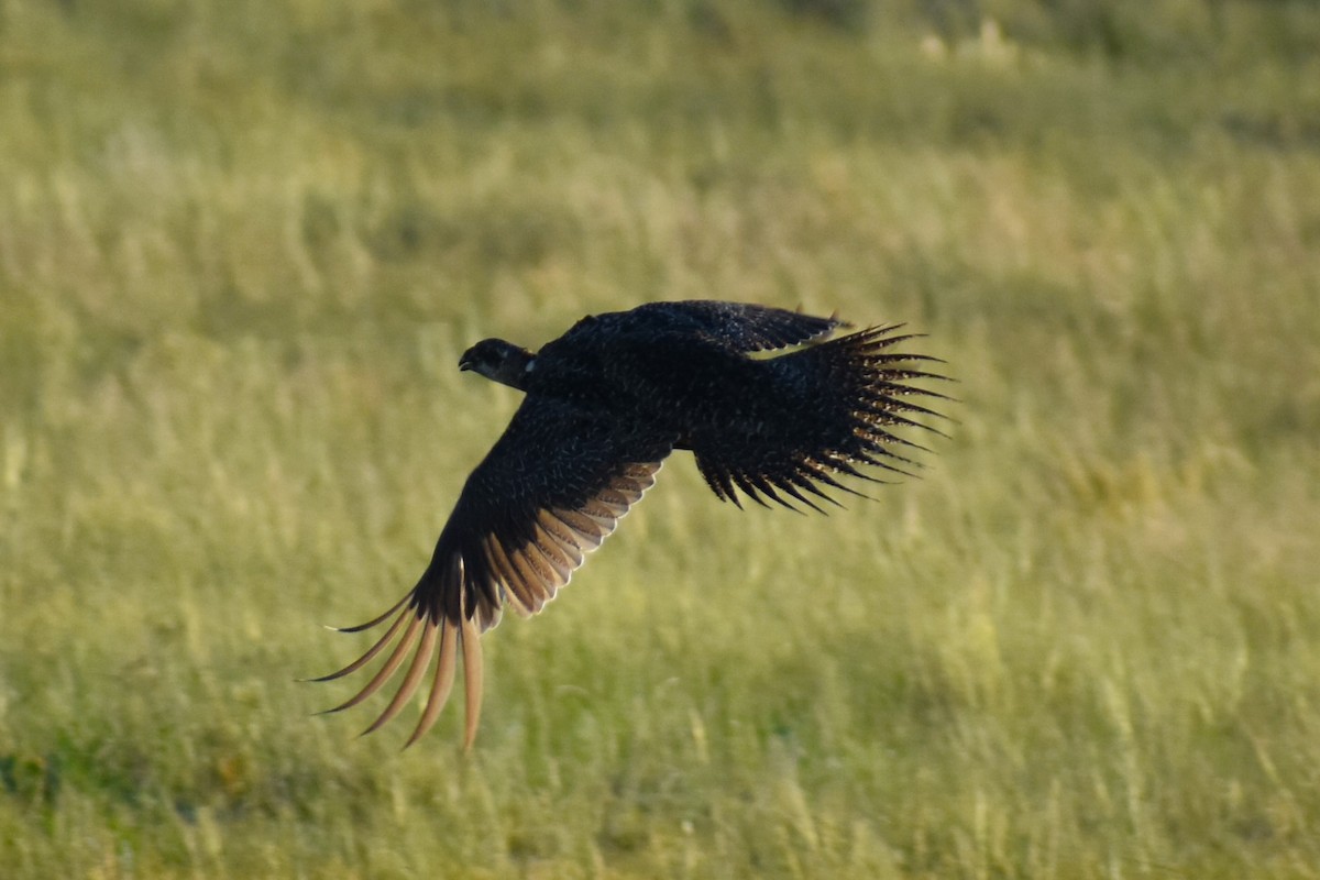 Greater Sage-Grouse - ML620832098