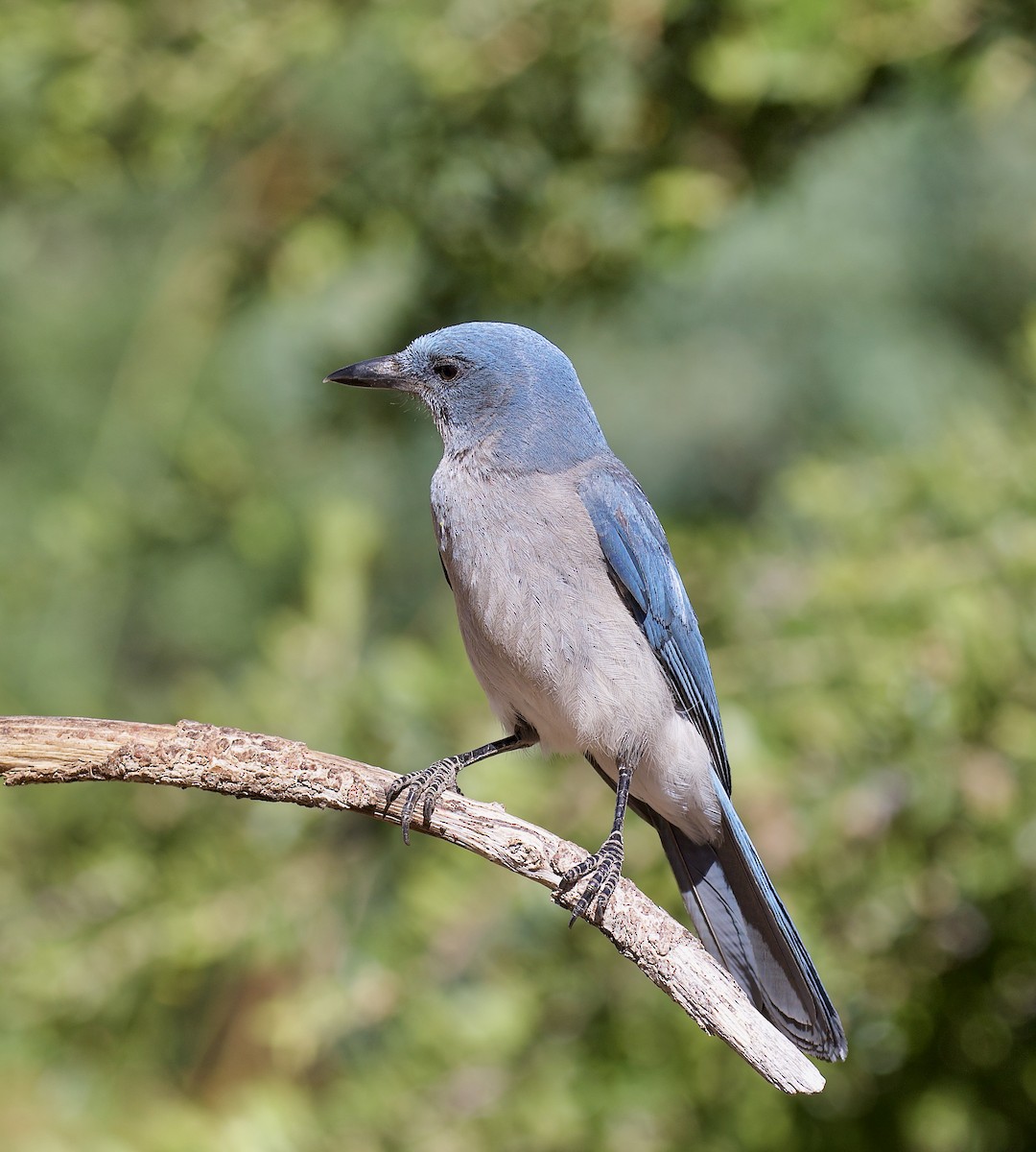 Mexican Jay - ML620832102