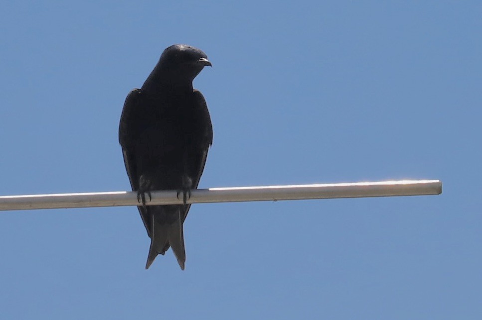 Purple Martin - ML620832109