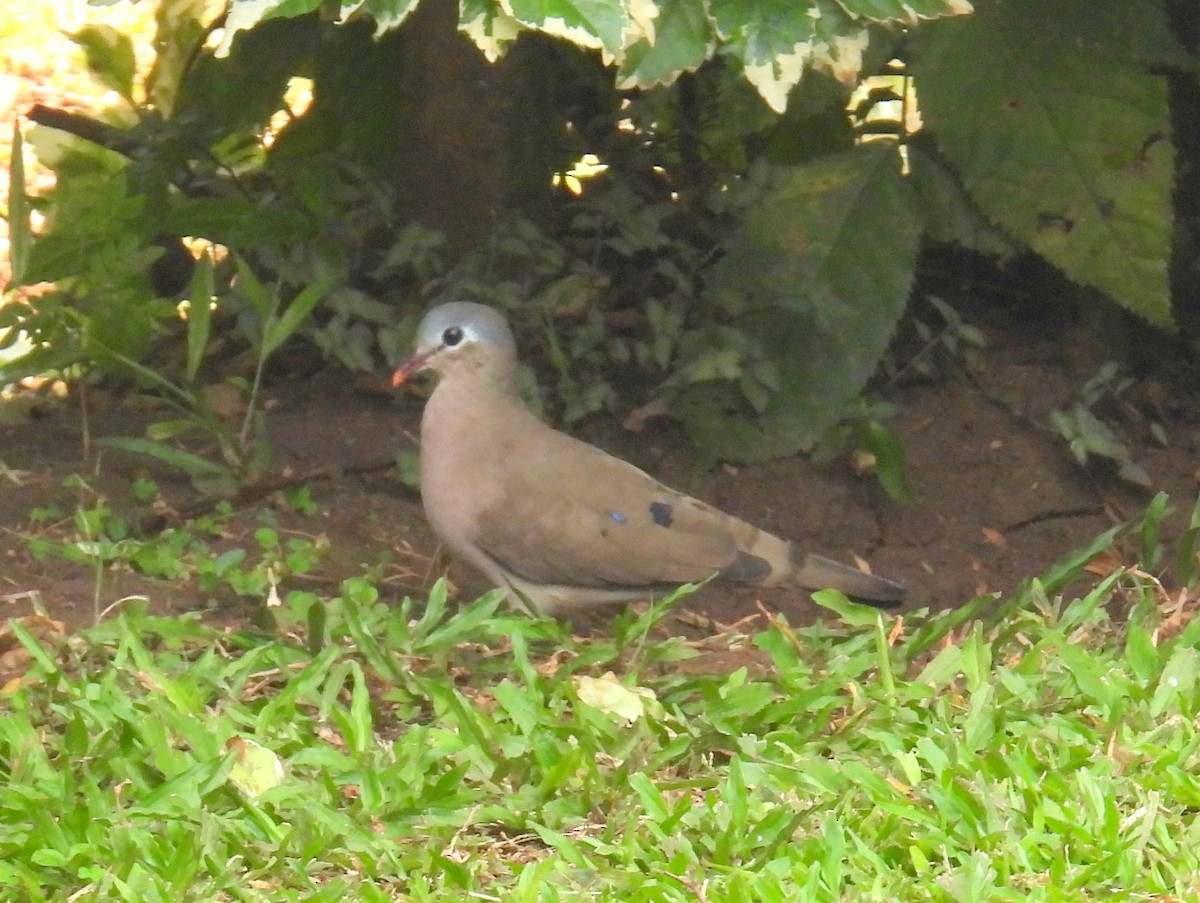 Tambourine Dove - ML620832114