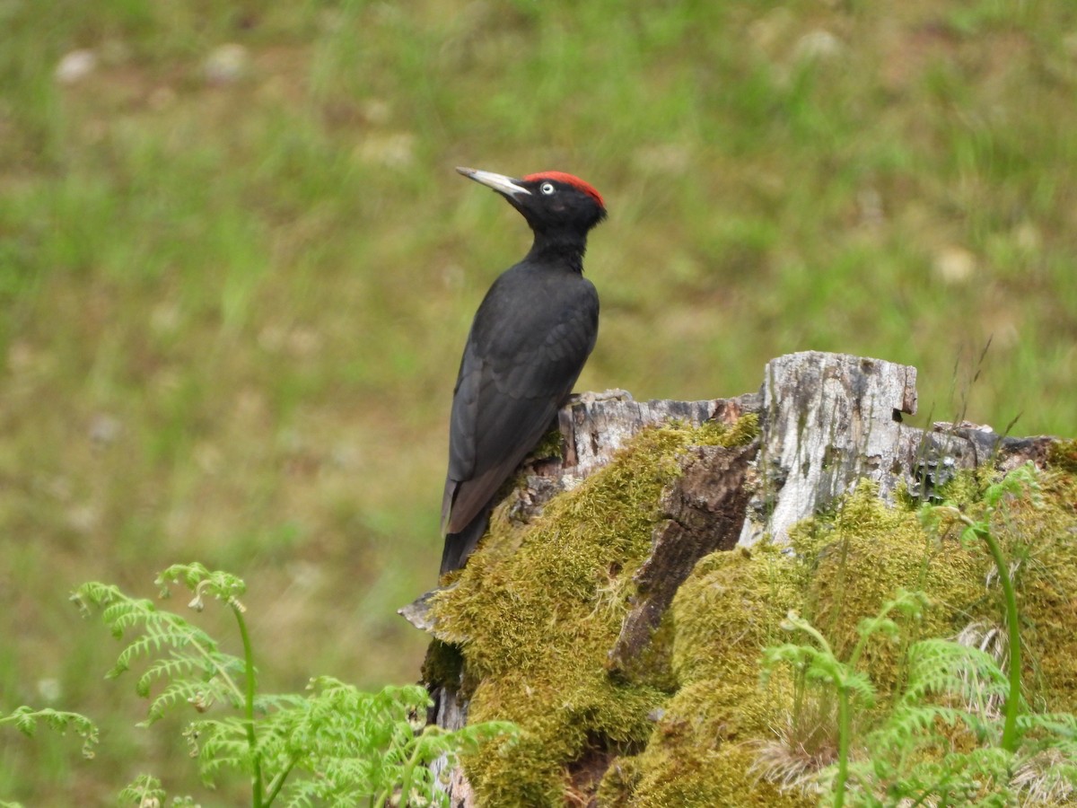 Black Woodpecker - Nicolas Detriche