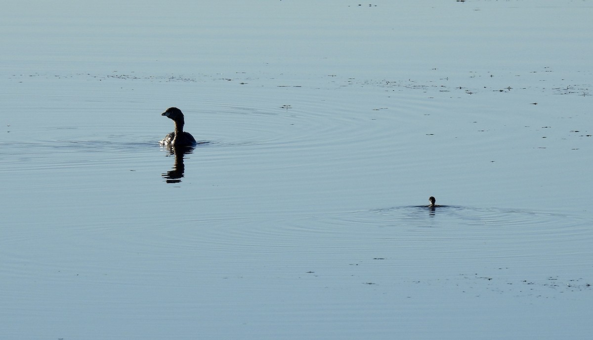 Pied-billed Grebe - ML620832117