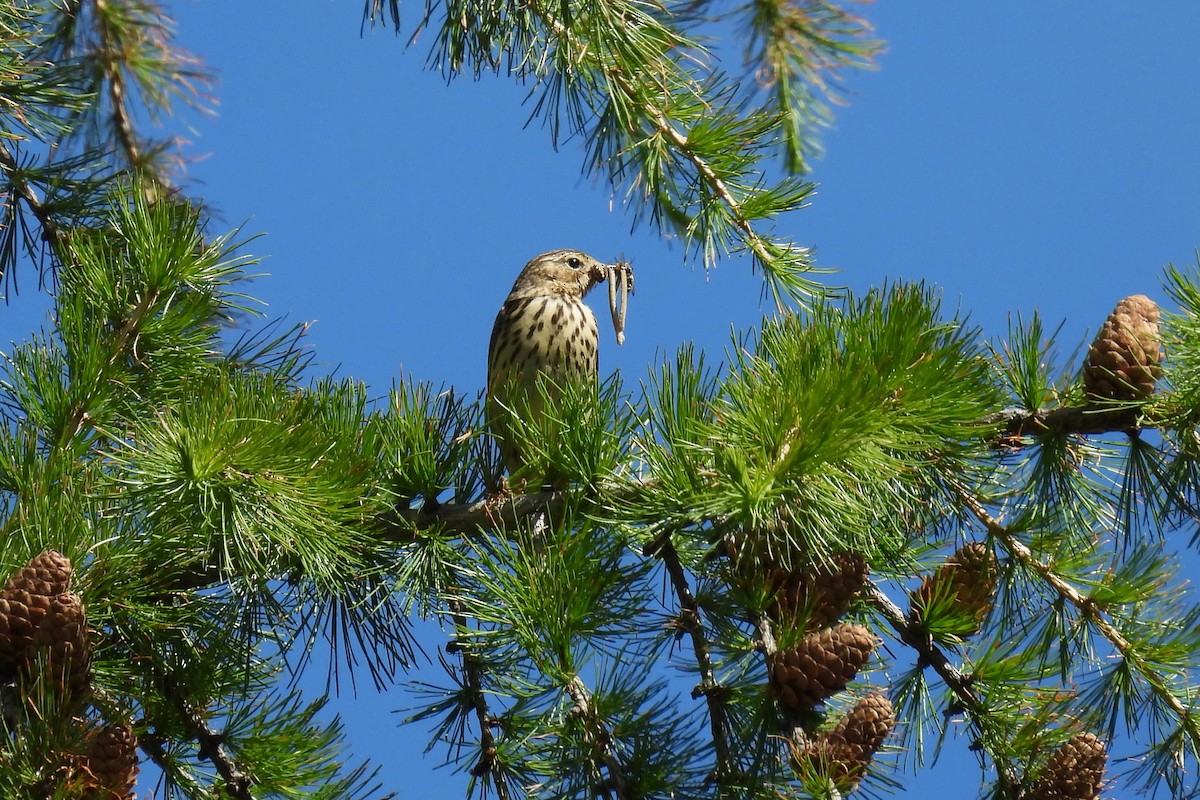 Tree Pipit - Dario Borgogno