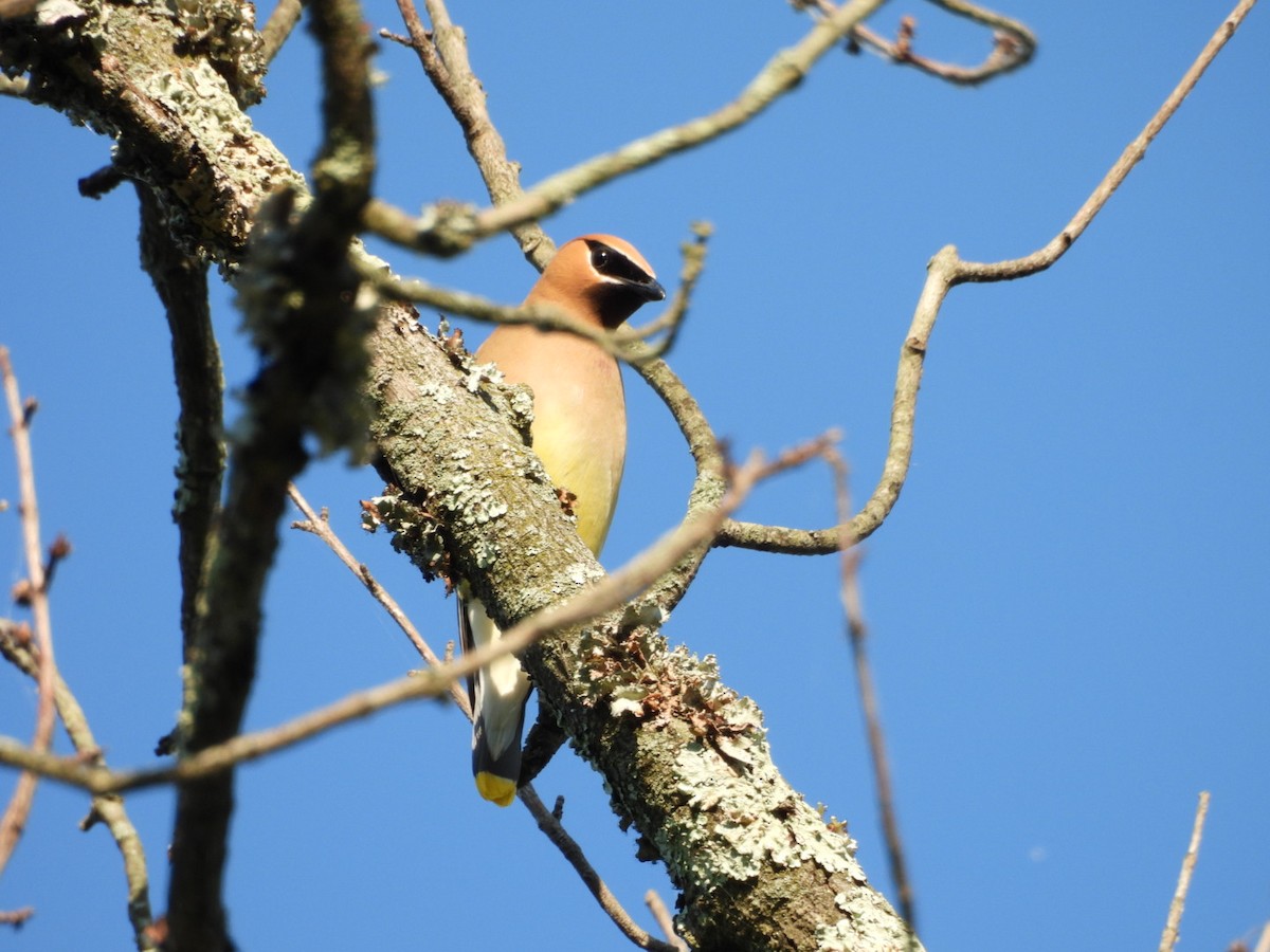 Cedar Waxwing - ML620832120