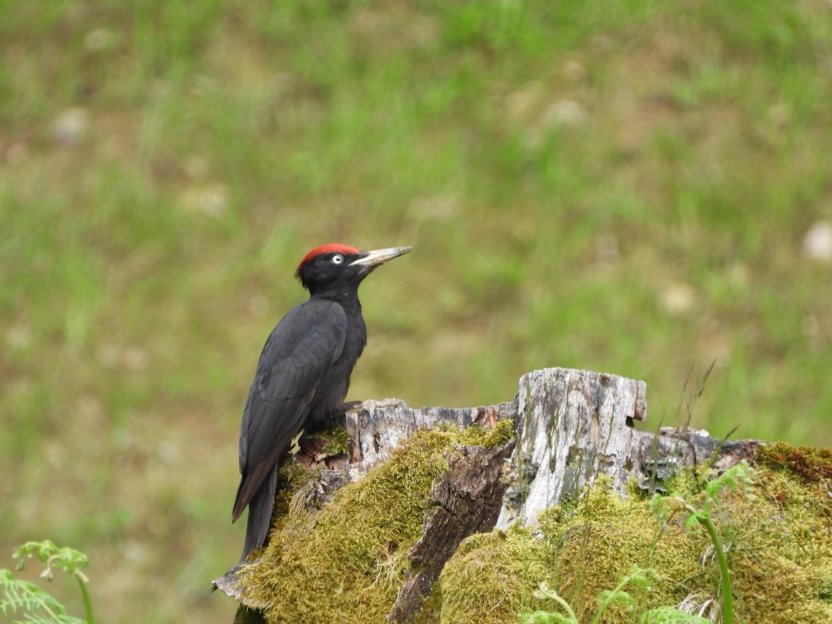 Black Woodpecker - Nicolas Detriche