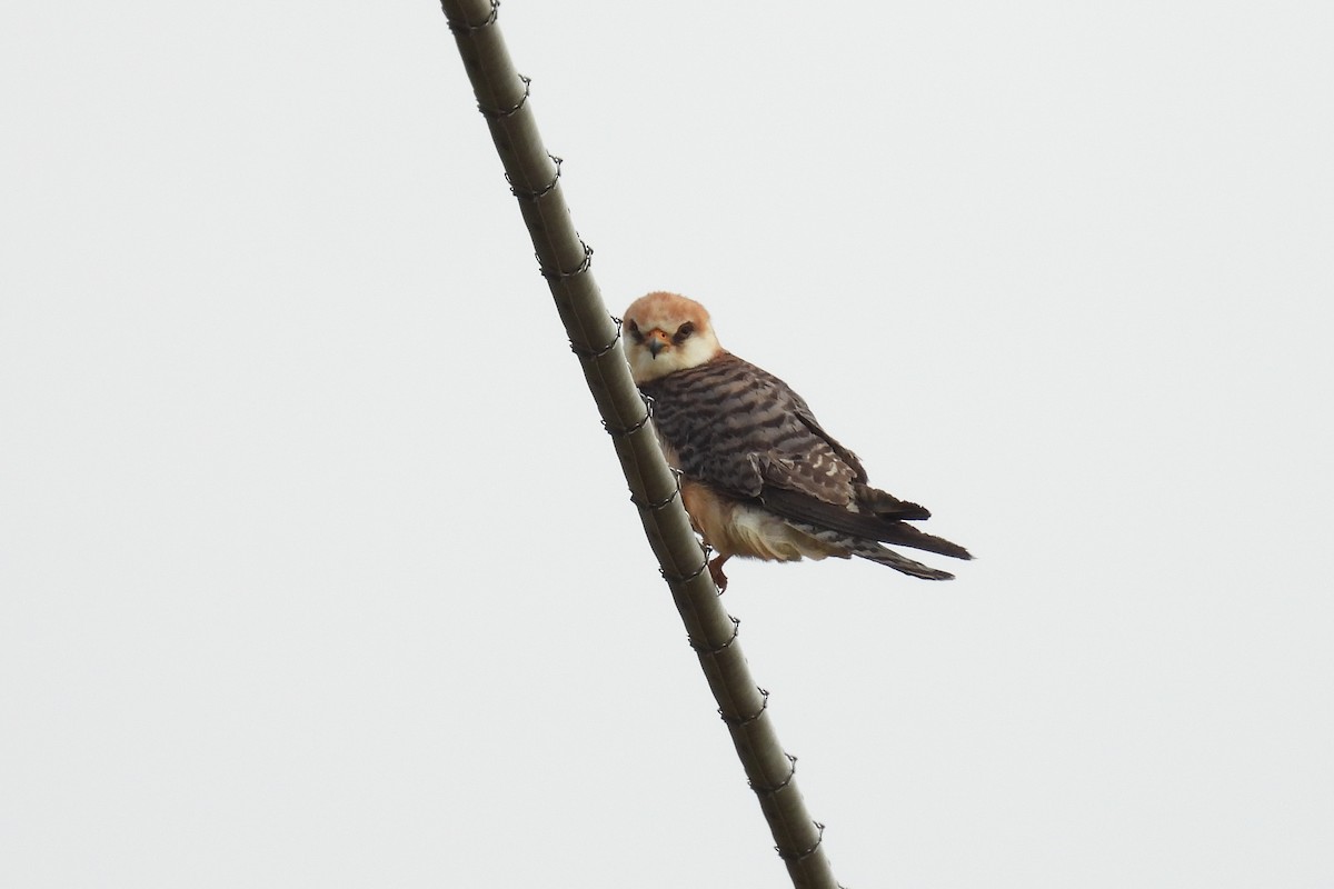 Red-footed Falcon - Dario Borgogno