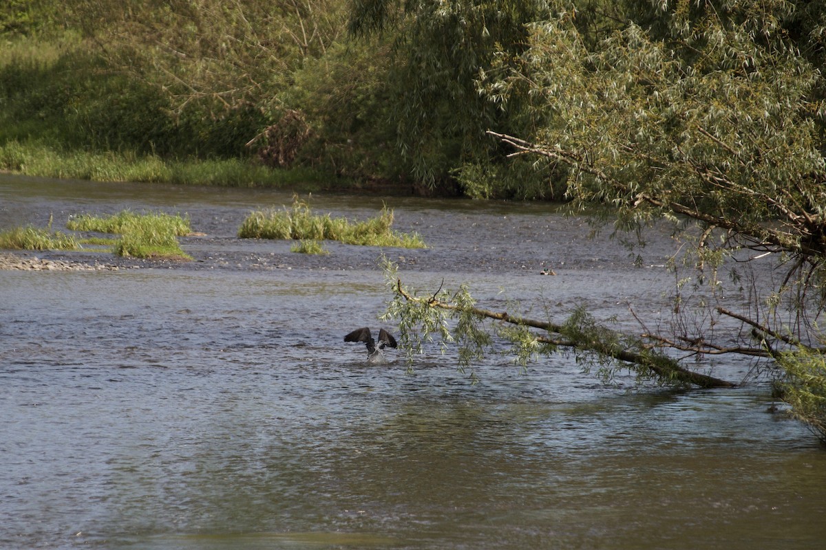 Great Cormorant - ML620832139