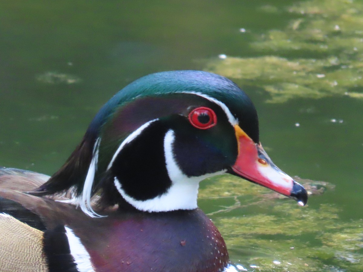 Wood Duck - ML620832153