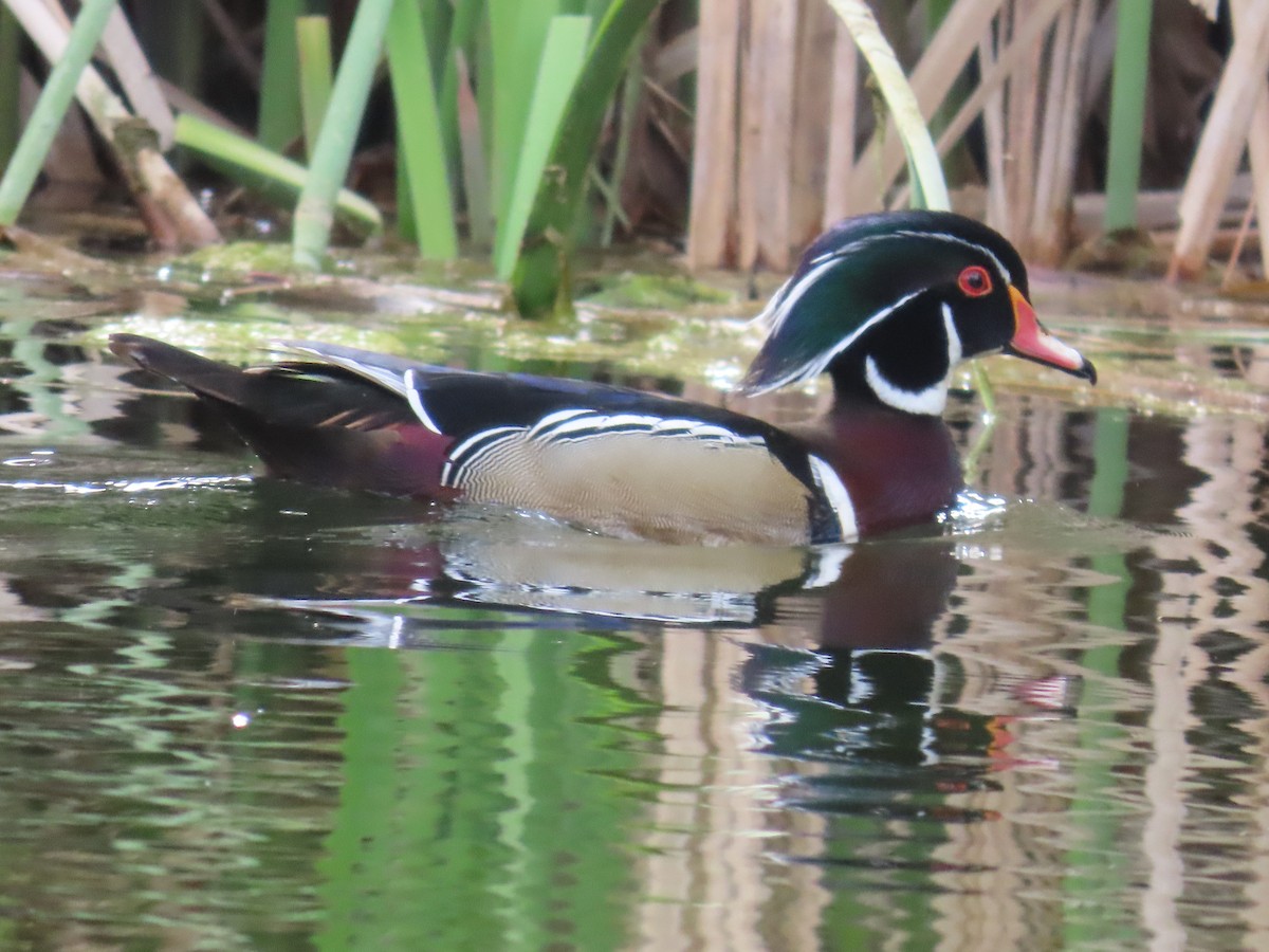 Wood Duck - Mabel Bredahl