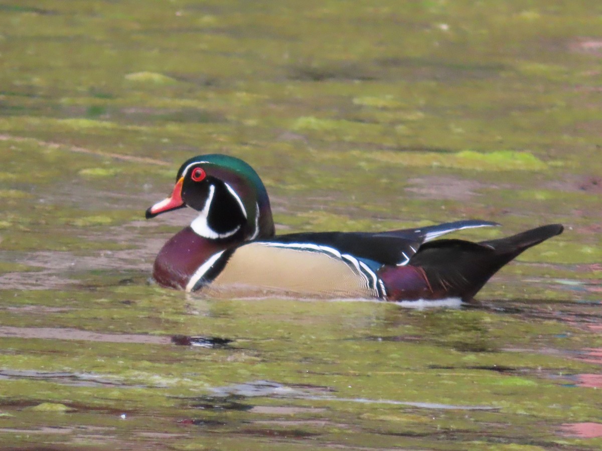 Wood Duck - ML620832158