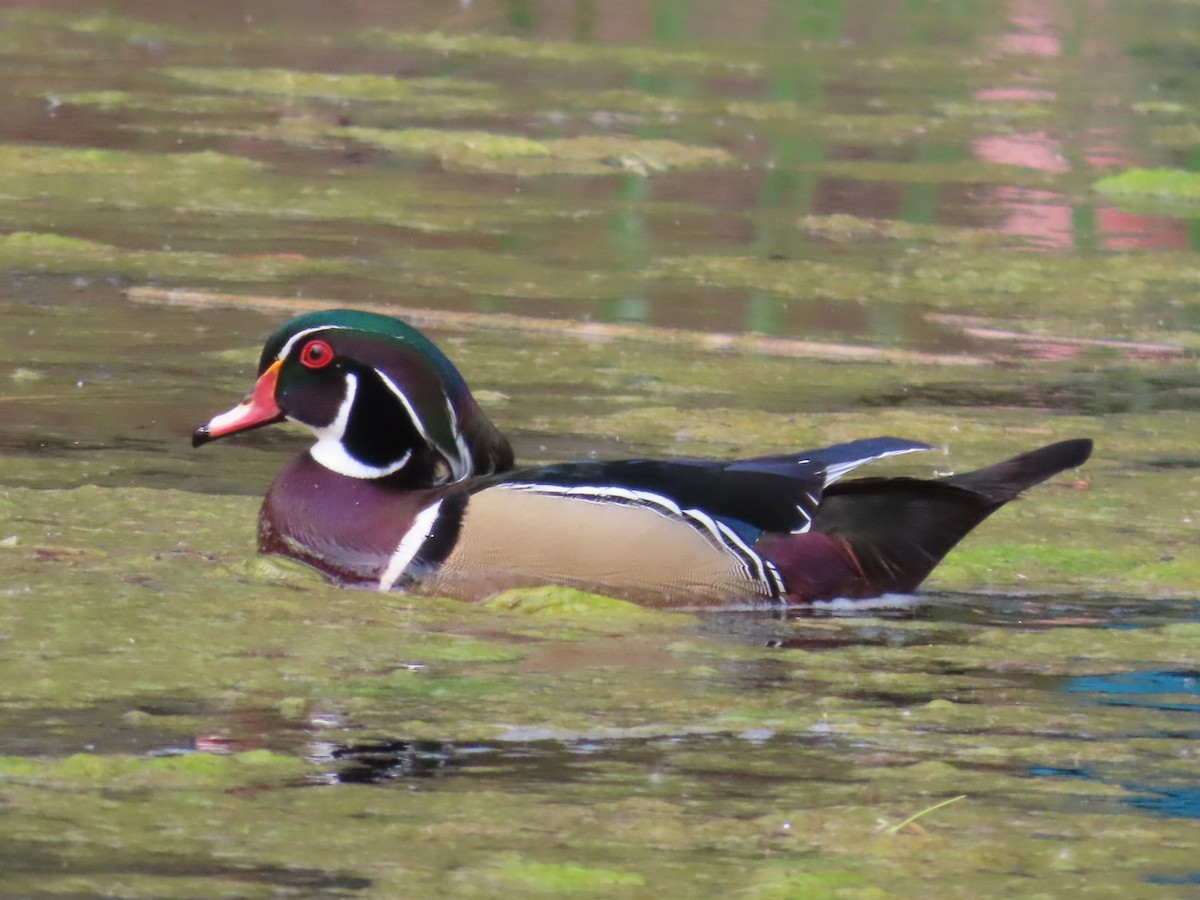 Wood Duck - ML620832159