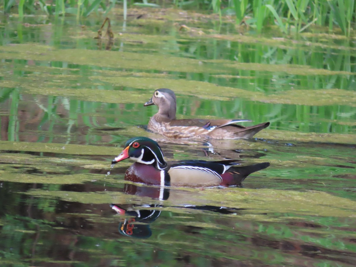 Wood Duck - ML620832163