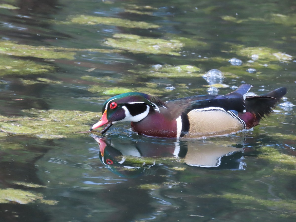 Wood Duck - ML620832164