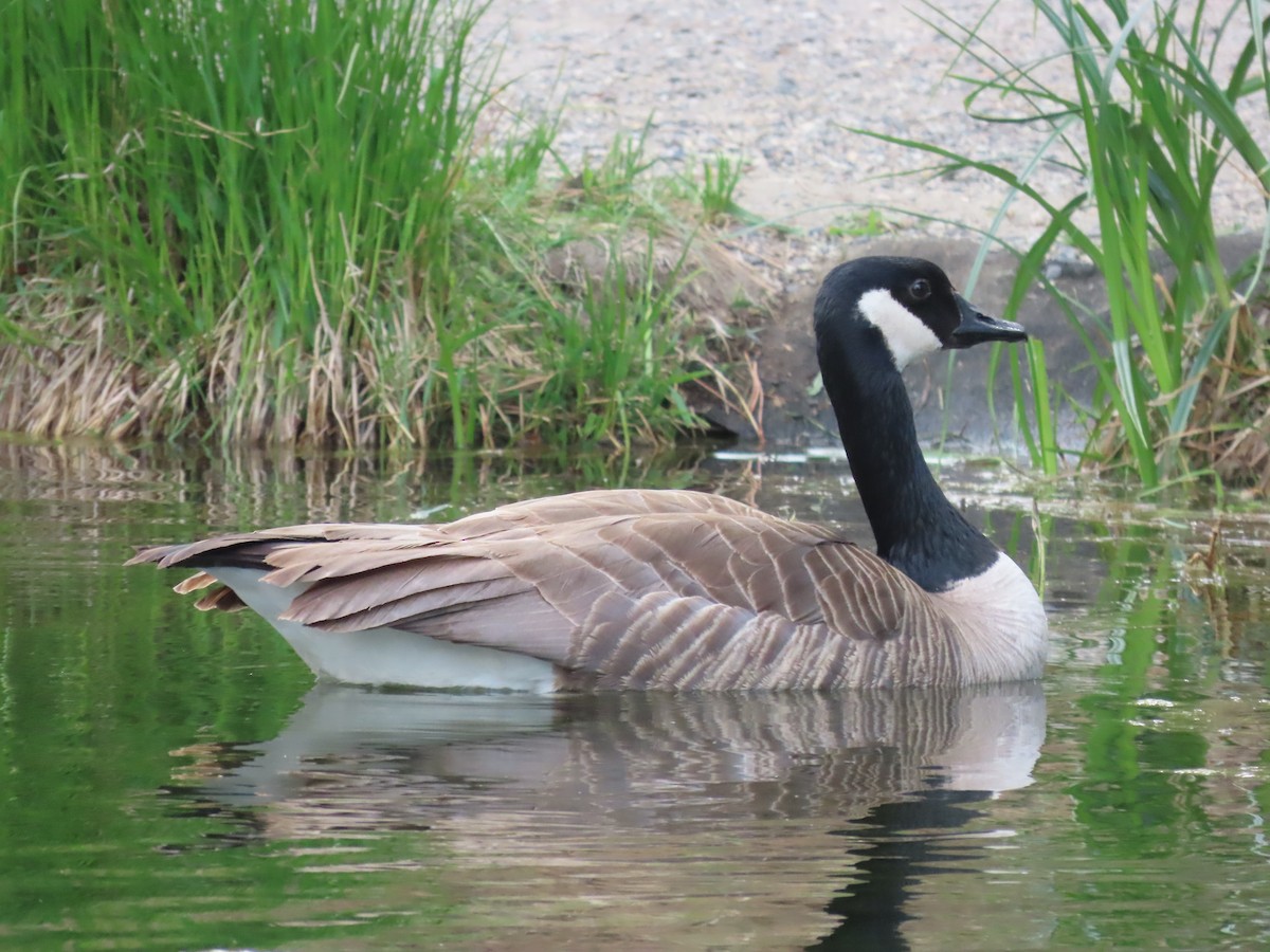 Canada Goose - ML620832166