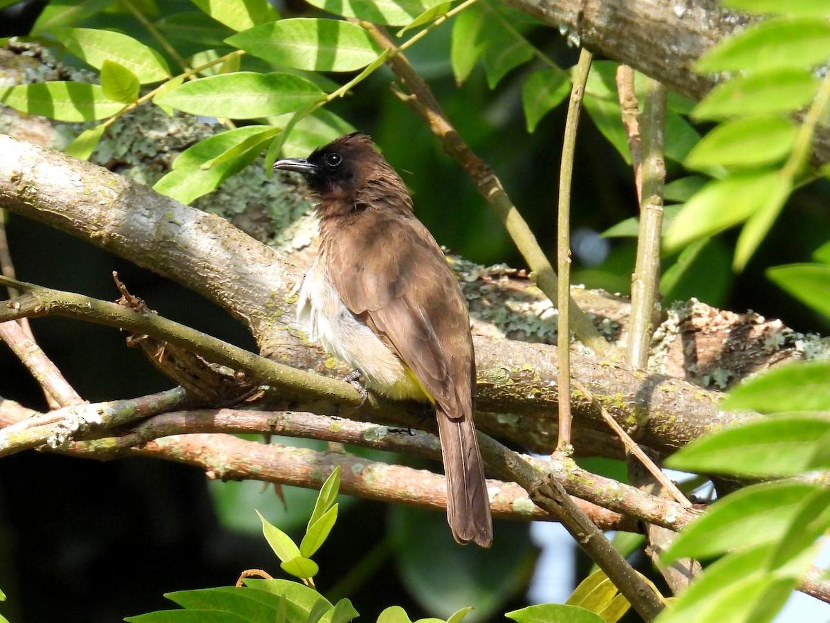 Common Bulbul (Dark-capped) - bob butler