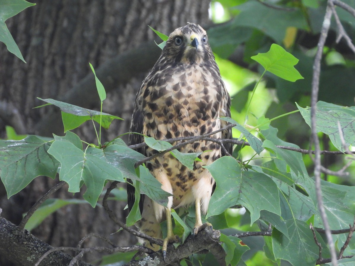 Red-shouldered Hawk - ML620832173