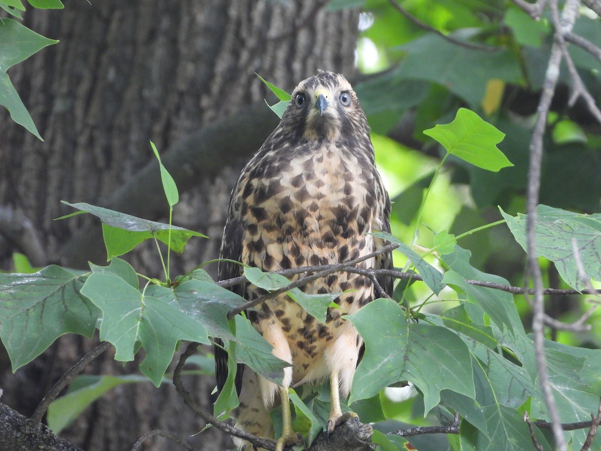 Red-shouldered Hawk - ML620832174