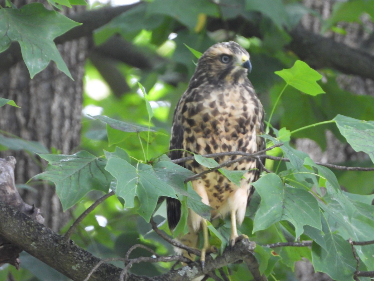 Red-shouldered Hawk - ML620832175