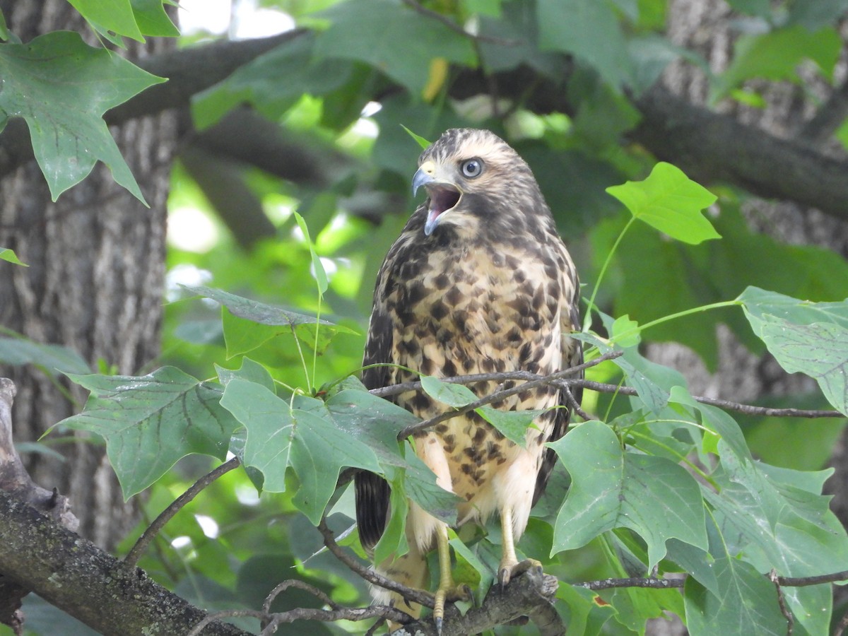 Red-shouldered Hawk - ML620832176