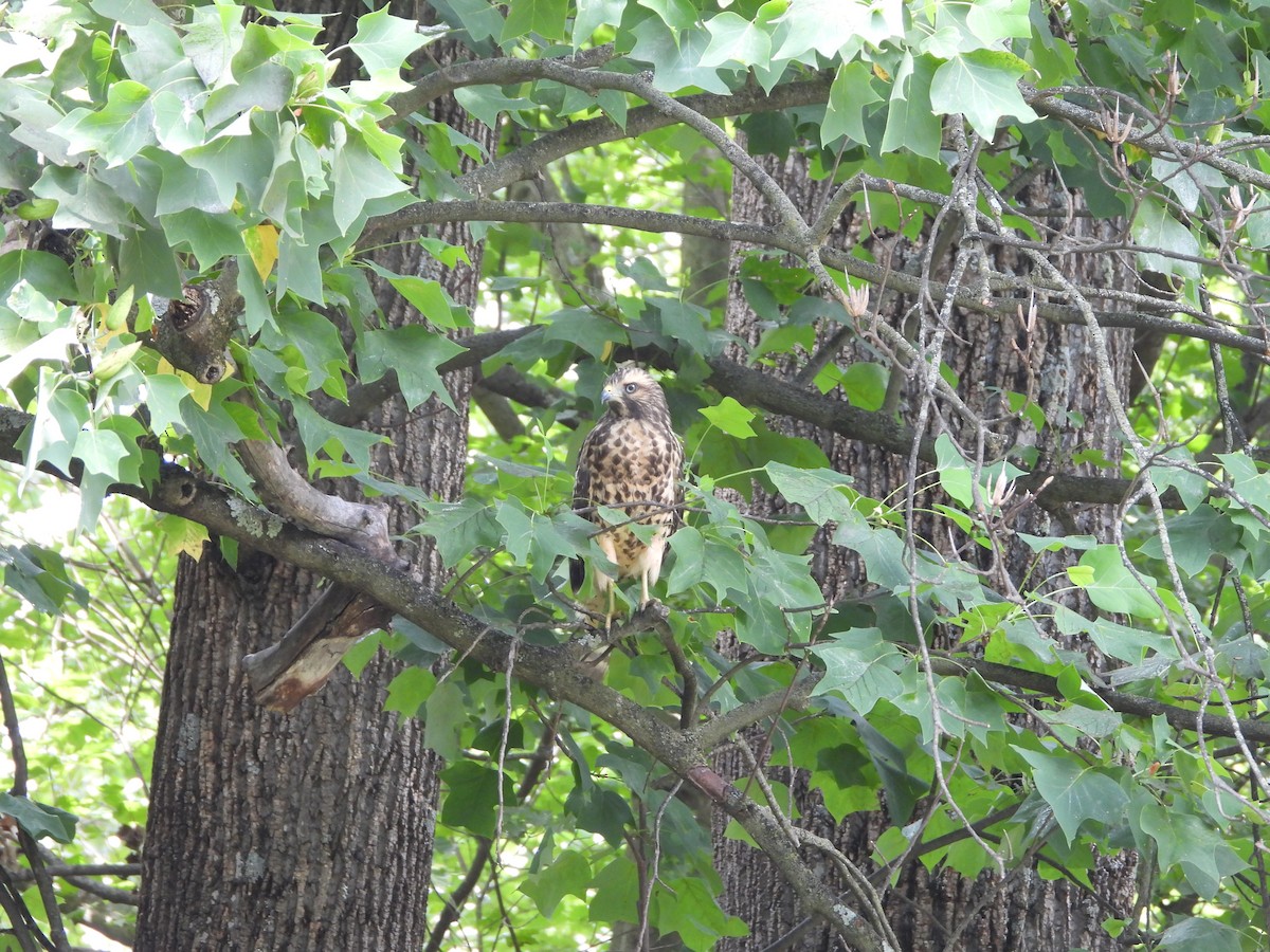 Red-shouldered Hawk - ML620832177