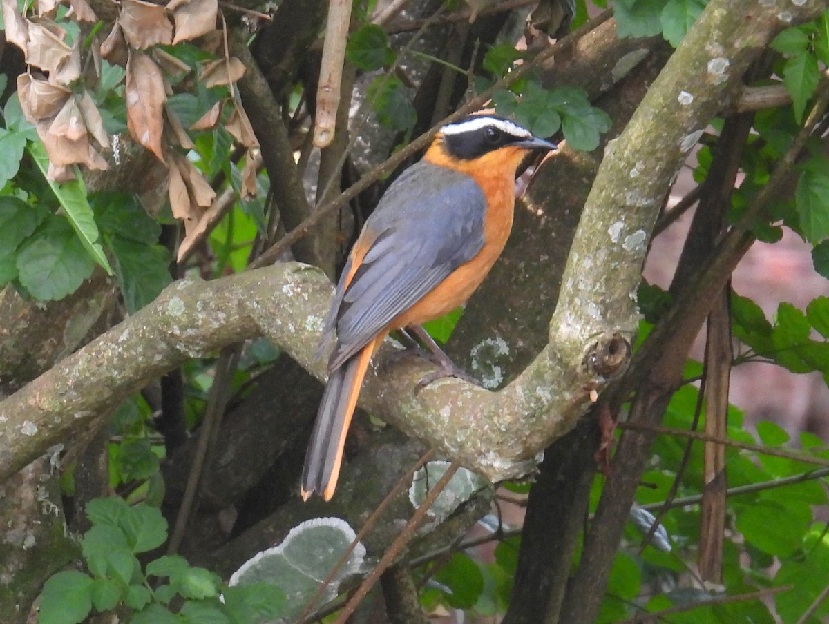 White-browed Robin-Chat - ML620832184