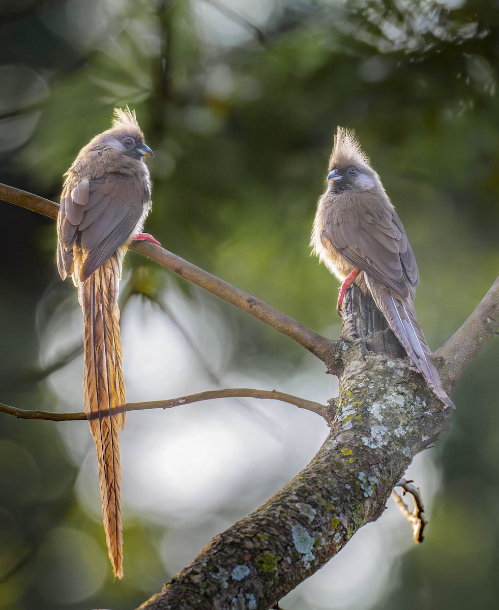 Braunflügel-Mausvogel - ML620832186