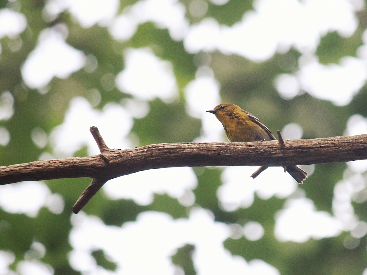 Pine Warbler - ML620832187