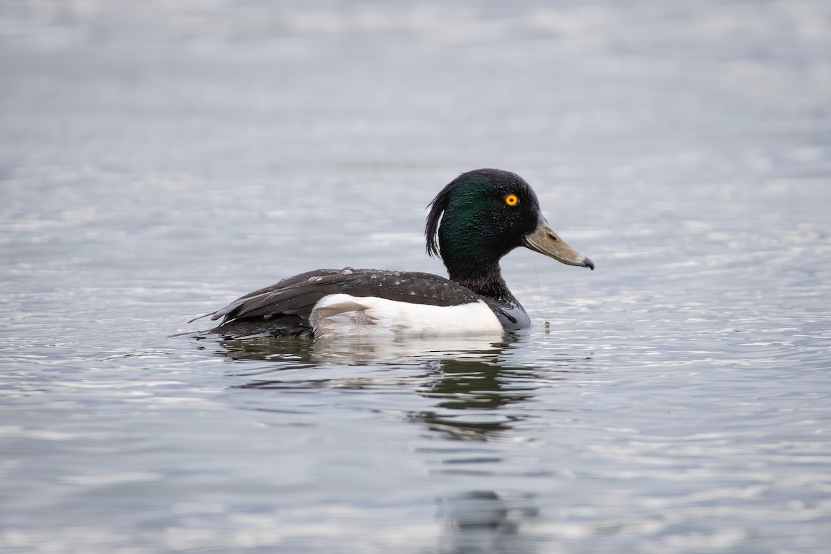 Tufted Duck - ML620832193