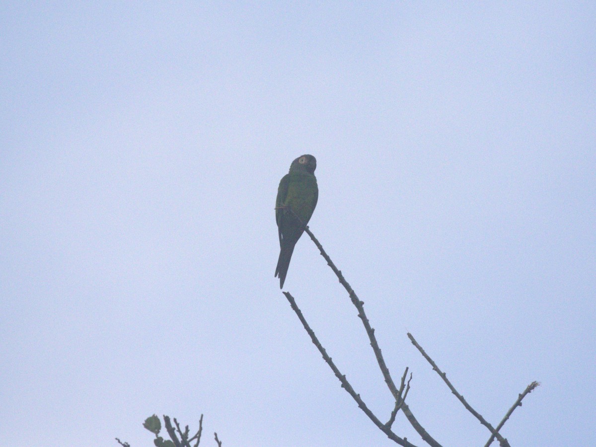 Dusky-headed Parakeet - ML620832195