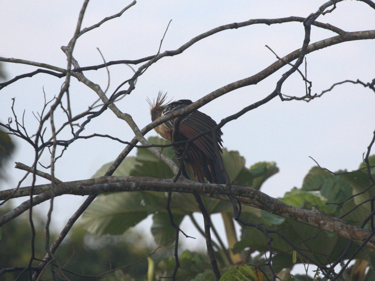 Hoatzin - ML620832199