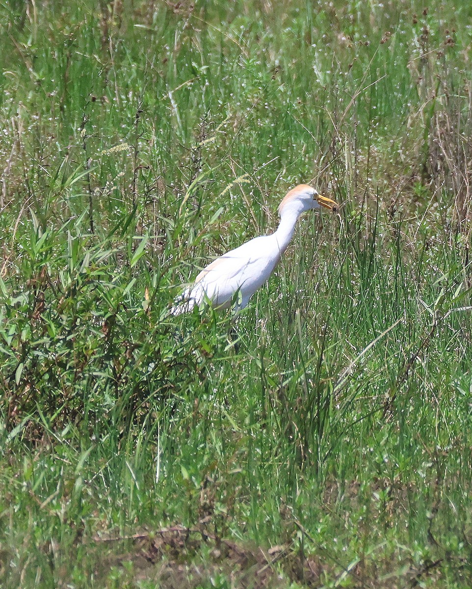 Western Cattle Egret - ML620832201