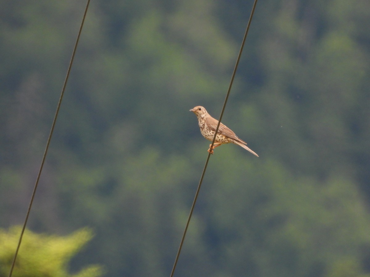 Mistle Thrush - ML620832202