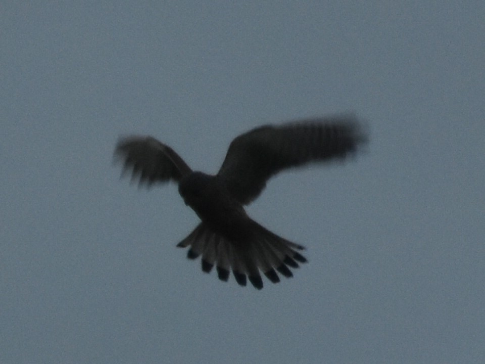 Eurasian Kestrel - ML620832205