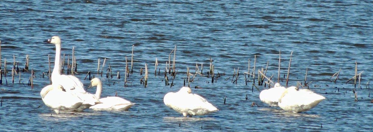 Tundra Swan - ML620832206