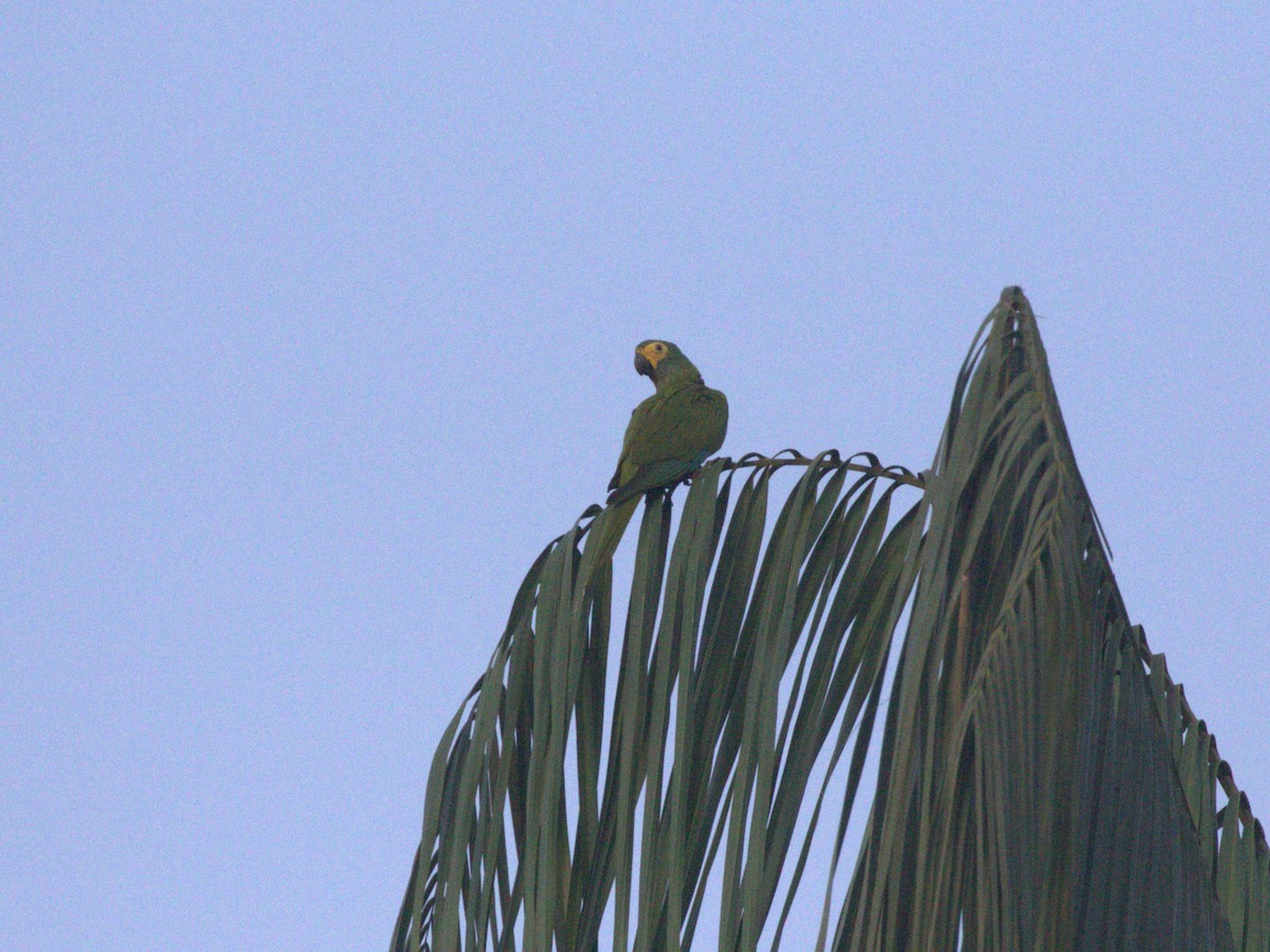 Red-bellied Macaw - Menachem Goldstein