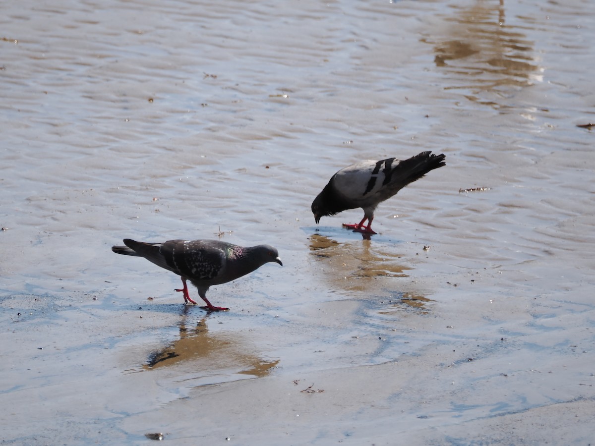 Rock Pigeon (Feral Pigeon) - ML620832210