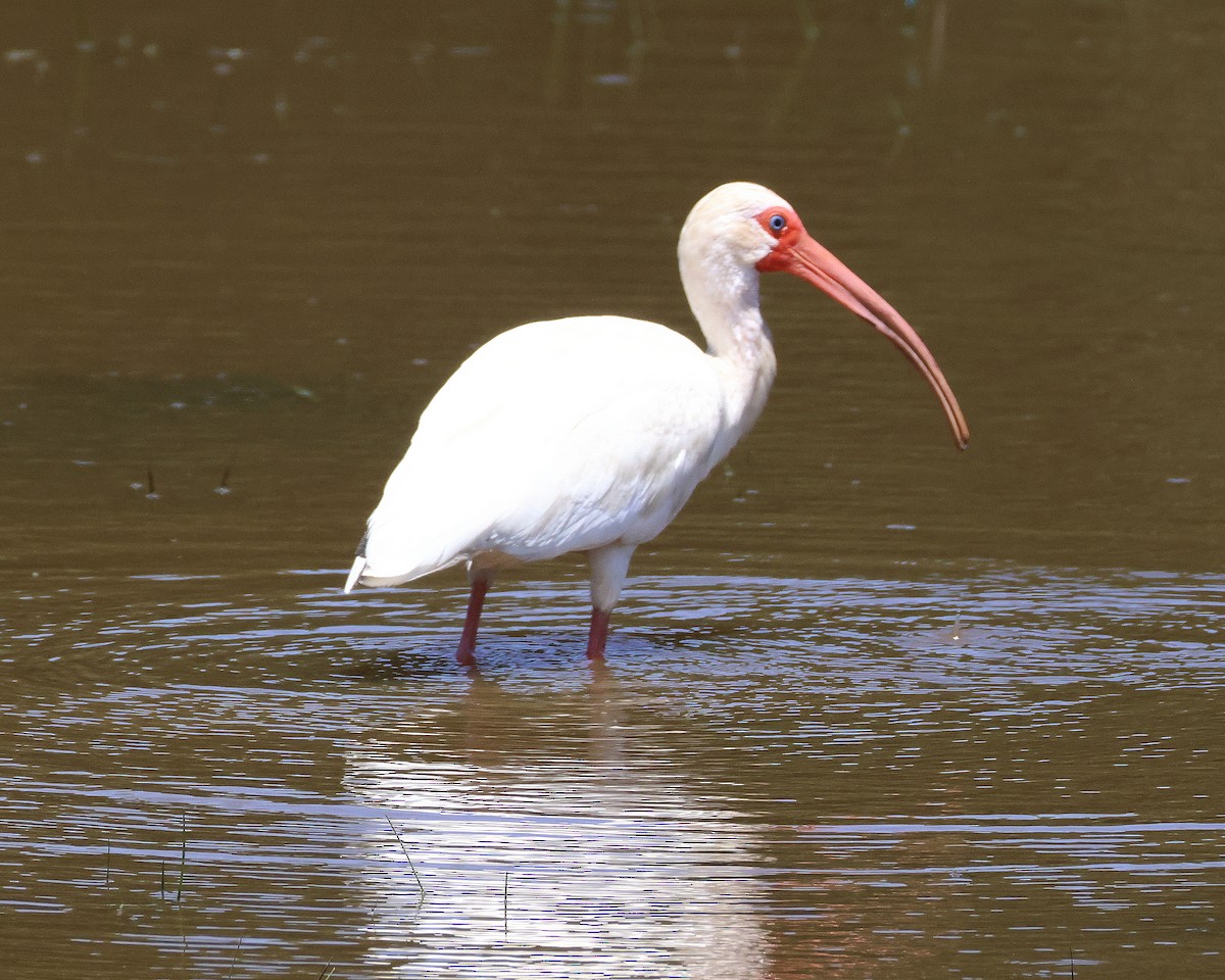 White Ibis - ML620832211