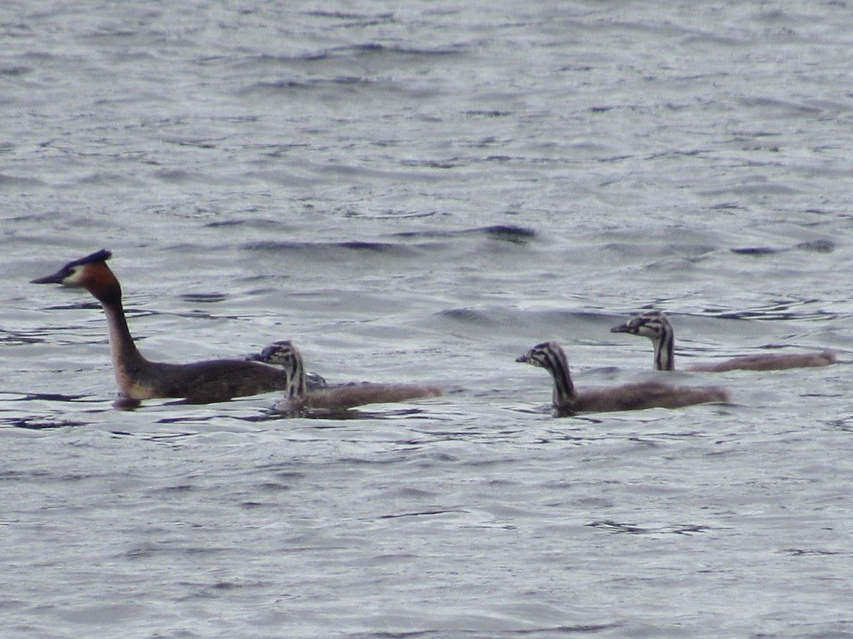 Great Crested Grebe - ML620832212