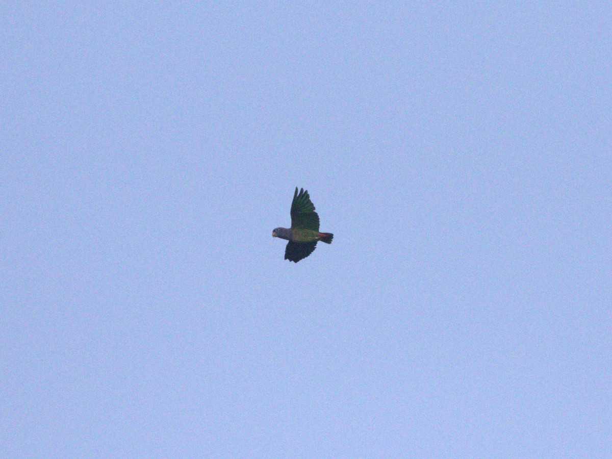 Pione à tête bleue (menstruus/rubrigularis) - ML620832214