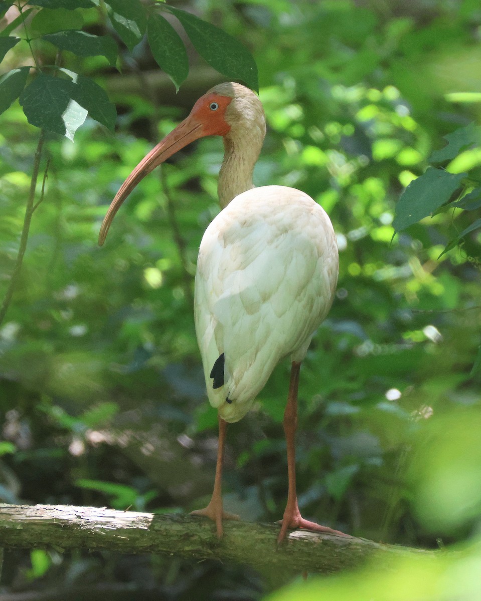 White Ibis - ML620832221