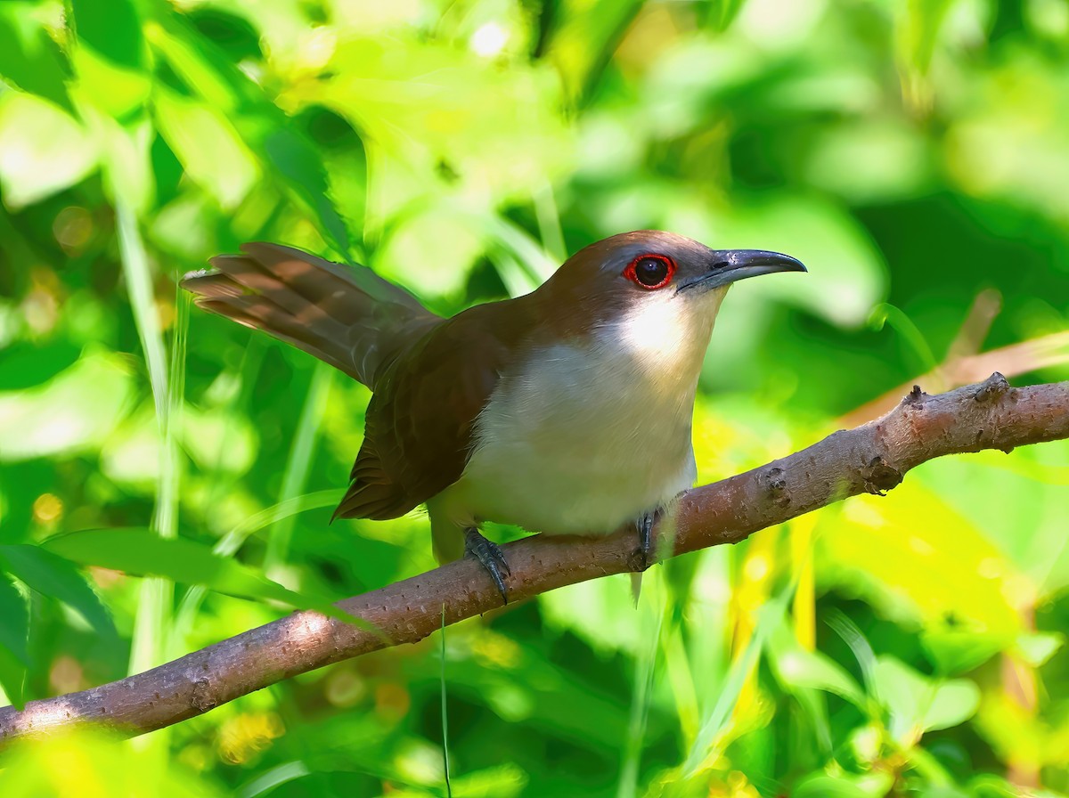 Black-billed Cuckoo - ML620832222